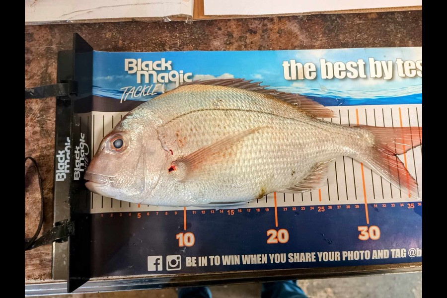 Jo Kerr caught this 34.0cm Snapper at East Cape during The Export NZ Fishing Competition