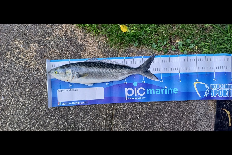 Joshua  Melchers  caught this 53.0cm Kahawai at Bay of Plenty during The Export NZ Fishing Competition