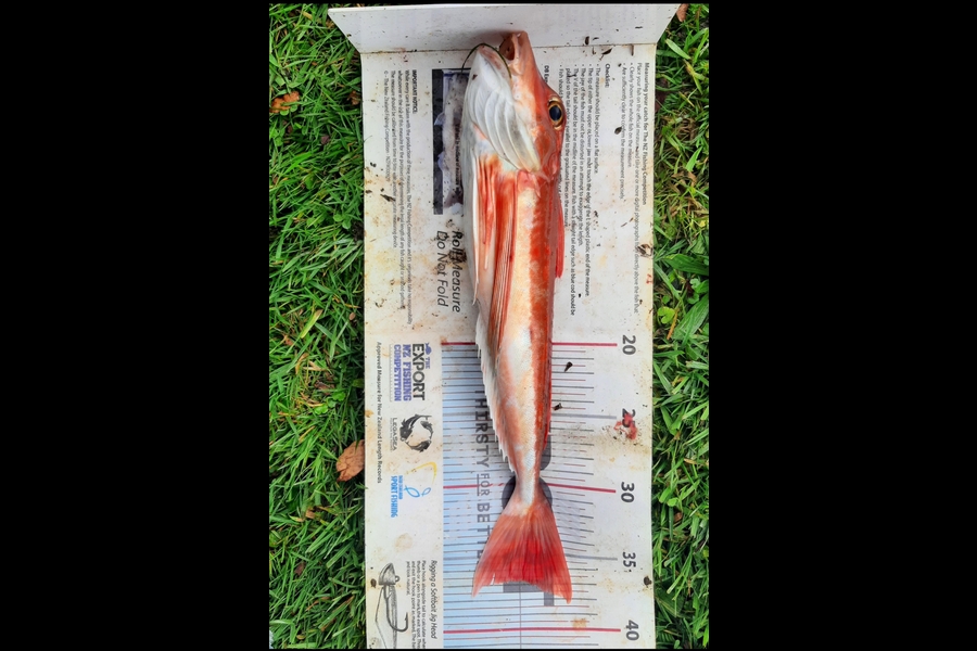 Daniel Simons caught this 36.5cm Gurnard at Taranaki during The Export NZ Fishing Competition