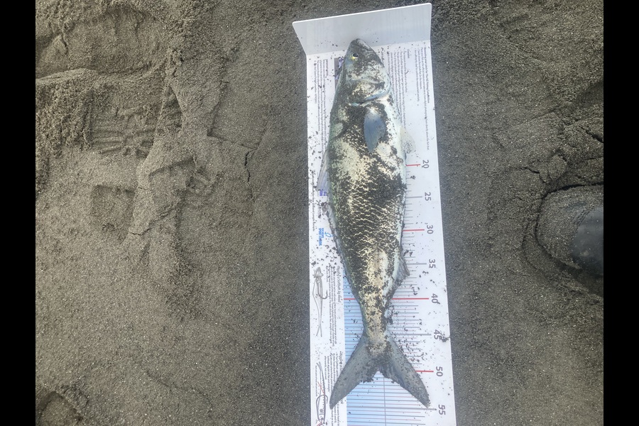 Eric Holmwood  caught this 50.0cm Kahawai at Wairarapa
 during The Export NZ Fishing Competition