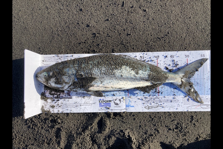 Thomas McCormack  caught this 50.0cm Kahawai at Wairarapa
 during The Export NZ Fishing Competition
