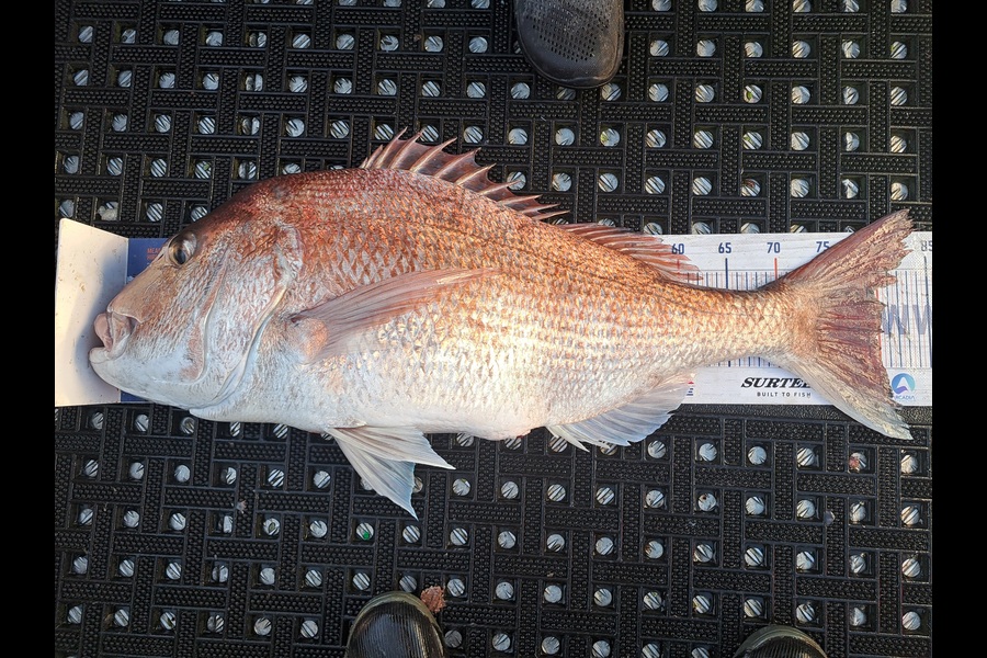 Harry Kovacs caught this 80.0cm Snapper at Wellington during The Export NZ Fishing Competition