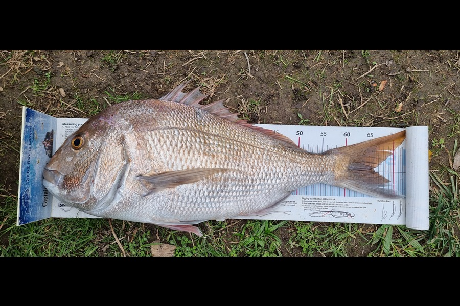 Spencer Roff caught this 66.0cm Snapper at Auckland during The Export NZ Fishing Competition