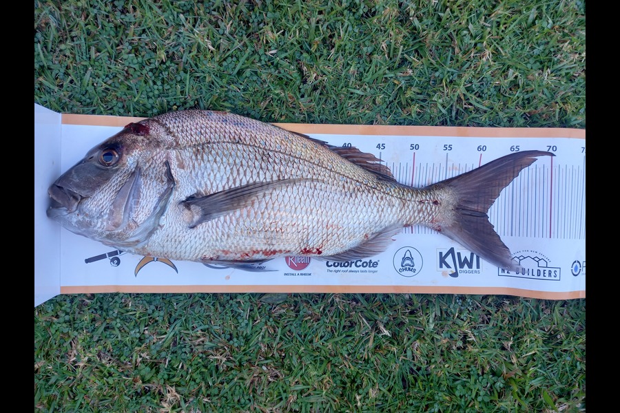 Tom Swindells caught this 61.0cm Snapper at East Cape during The Export NZ Fishing Competition