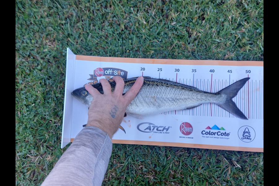 Tom Swindells caught this 45.5cm Kahawai at East Cape during The Export NZ Fishing Competition