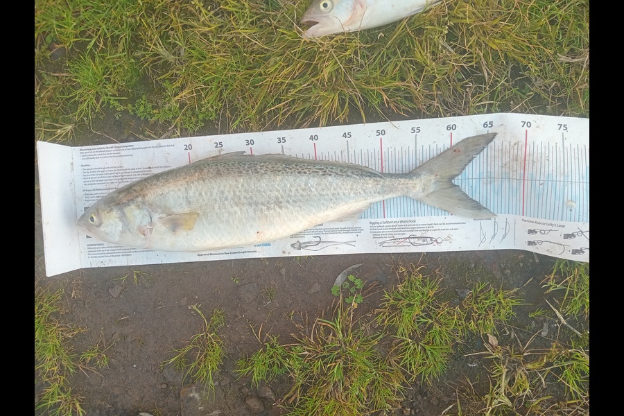Christian-Ray  Simons  caught this 59.5cm Kahawai at Taranaki during The Export NZ Fishing Competition