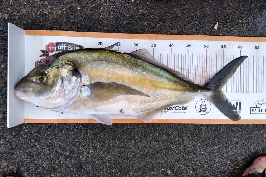 Garth Foote caught this 54.5cm Trevally at Northland during The Export NZ Fishing Competition