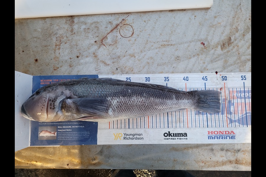 Robert Falconer caught this 48.5cm Blue Cod at Taranaki during The Export NZ Fishing Competition