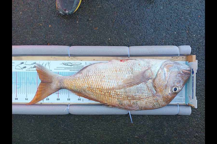 Andrew McBride caught this 68.0cm Snapper at Taranaki during The Export NZ Fishing Competition