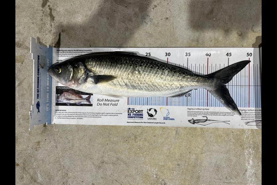 David Croucher caught this 44.0cm Kahawai at Northland during The Export NZ Fishing Competition