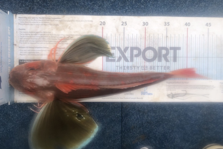 Brandon Whyte caught this 42.0cm Gurnard at Auckland during The Export NZ Fishing Competition