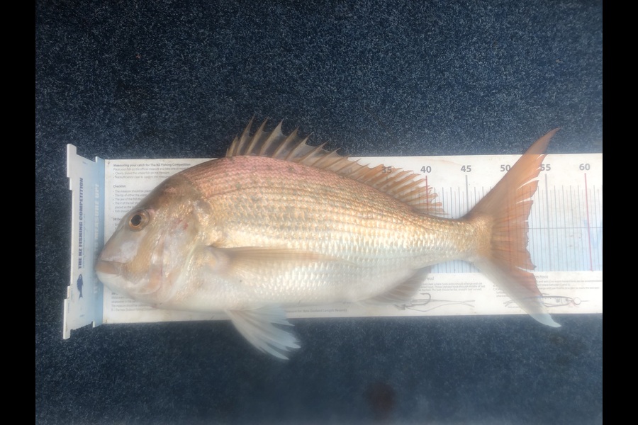 Brandon Whyte caught this 52.5cm Snapper at Auckland during The Export NZ Fishing Competition