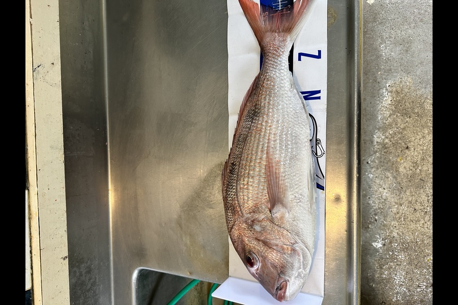 Nick Hoyle caught this 54.5cm Snapper at Northland during The Export NZ Fishing Competition