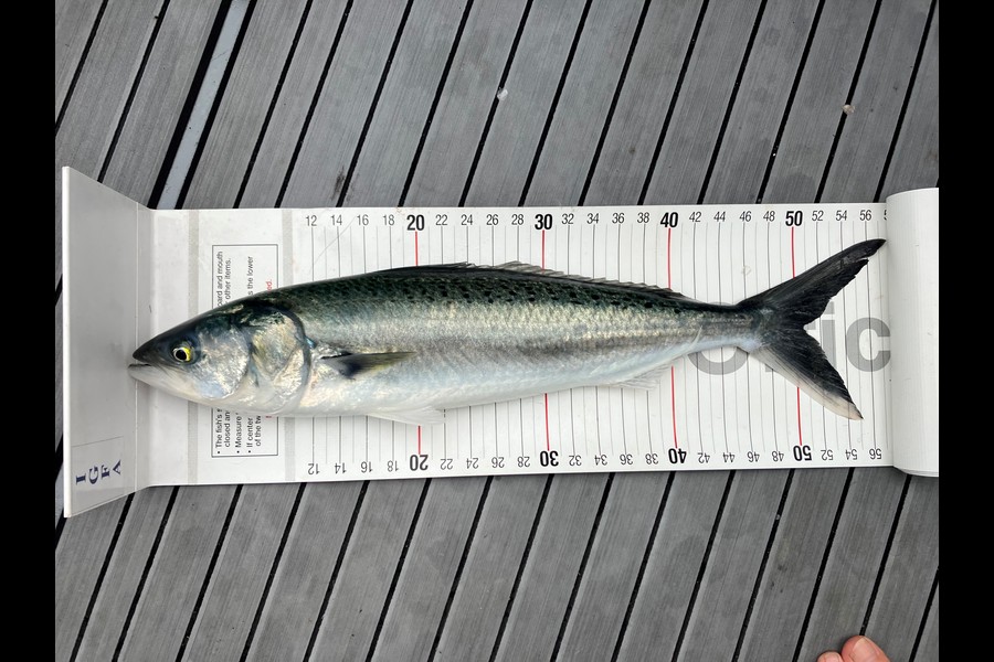 Jayden Kolk caught this 50.0cm Kahawai at Bay of Plenty during The Export NZ Fishing Competition