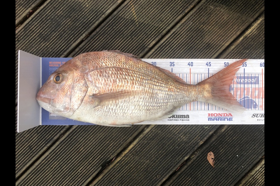 Andrew Froome caught this 50.0cm Snapper at Taranaki during The Export NZ Fishing Competition