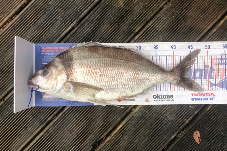 Darren Bugg caught this 44.0cm Tarakihi at Taranaki during The Export NZ Fishing Competition