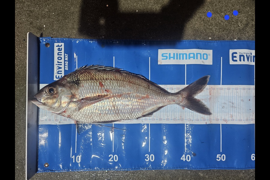 David  Douglas  caught this 42.0cm Tarakihi at Wellington during The Export NZ Fishing Competition