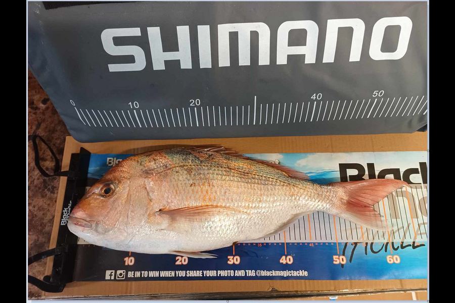 Jo Kerr caught this 57.5cm Snapper at East Cape during The Export NZ Fishing Competition