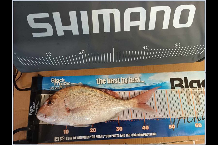 Jo Kerr caught this 41.0cm Snapper at East Cape during The Export NZ Fishing Competition