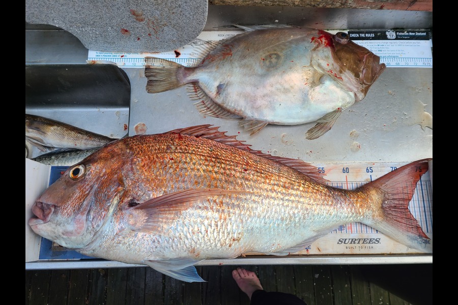 Jordan Boyd caught this 71.5cm Snapper at Wellington during The Export NZ Fishing Competition