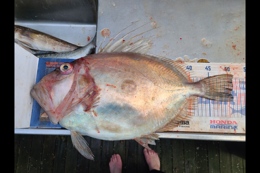 Jordan Boyd caught this 50.5cm John Dory at Wellington during The Export NZ Fishing Competition