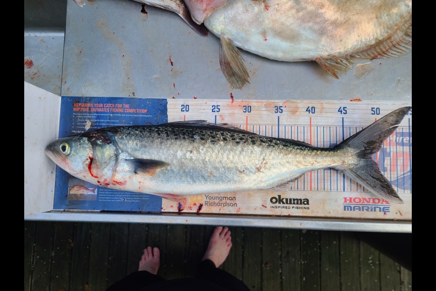 Jordan Boyd caught this 49.0cm Kahawai at Wellington during The Export NZ Fishing Competition