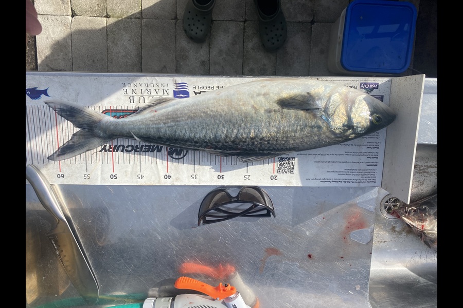 Mark Ray caught this 55.0cm Kahawai at Bay of Plenty during The Export NZ Fishing Competition