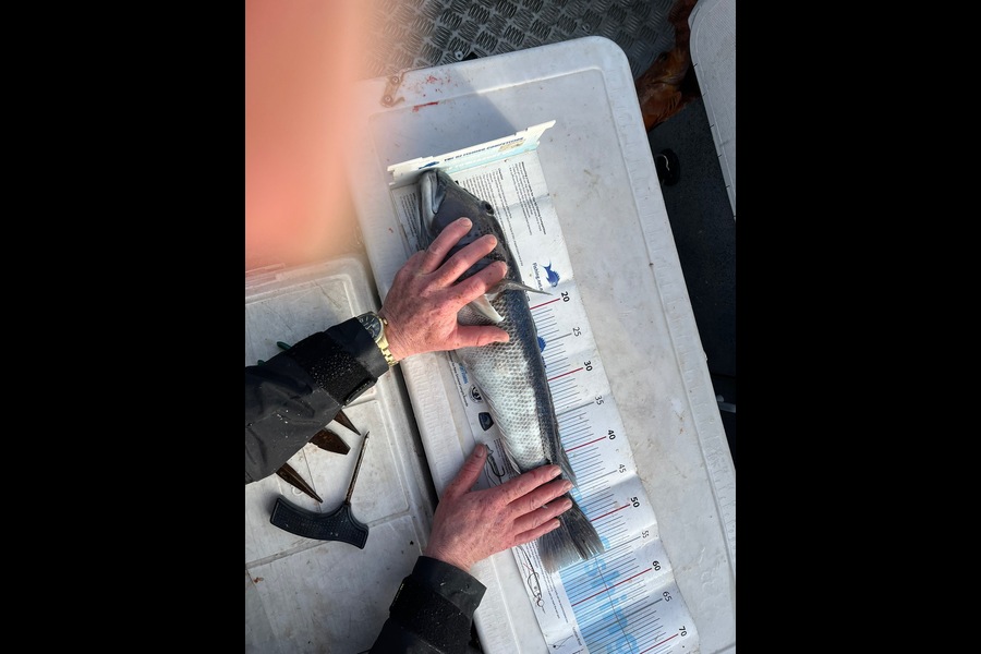 John Button caught this 54.5cm Blue Cod at Canterbury during The Export NZ Fishing Competition