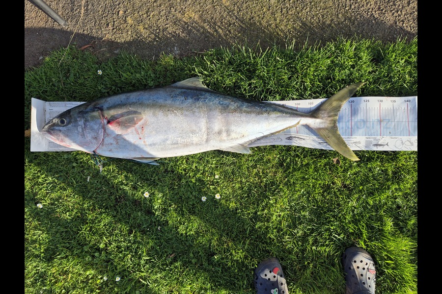 Christian-Ray  Simons  caught this 115.0cm Kingfish at Taranaki during The Export NZ Fishing Competition