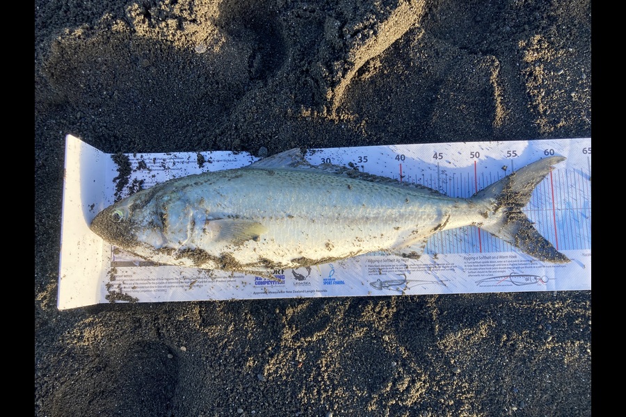 Thomas McCormack  caught this 55.5cm Kahawai at Wairarapa
 during The Export NZ Fishing Competition