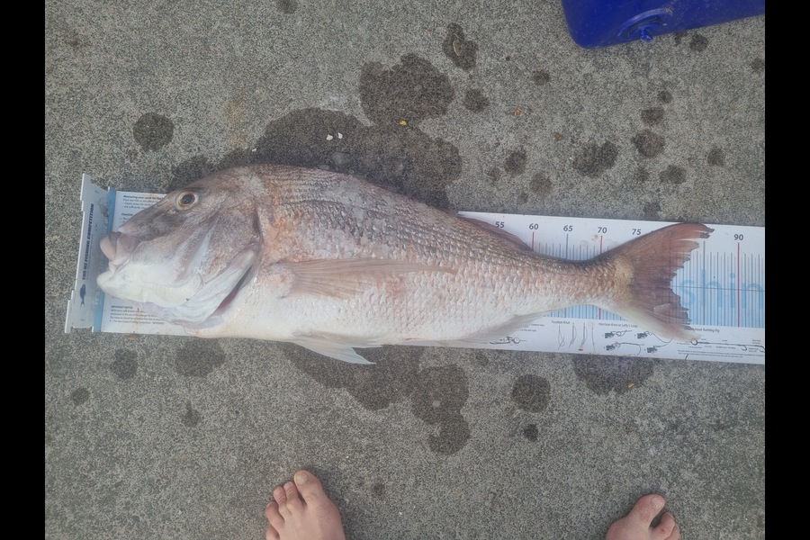 Jeremy Coakley caught this 80.0cm Snapper at Auckland during The Export NZ Fishing Competition