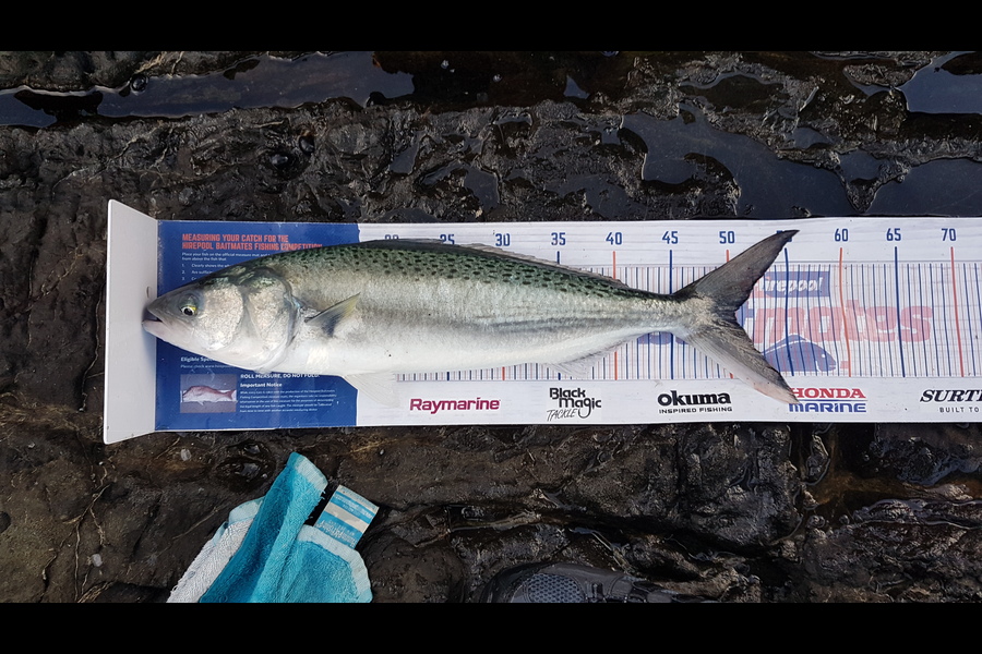 Paul White caught this 50.0cm Kahawai at East Cape during The Export NZ Fishing Competition