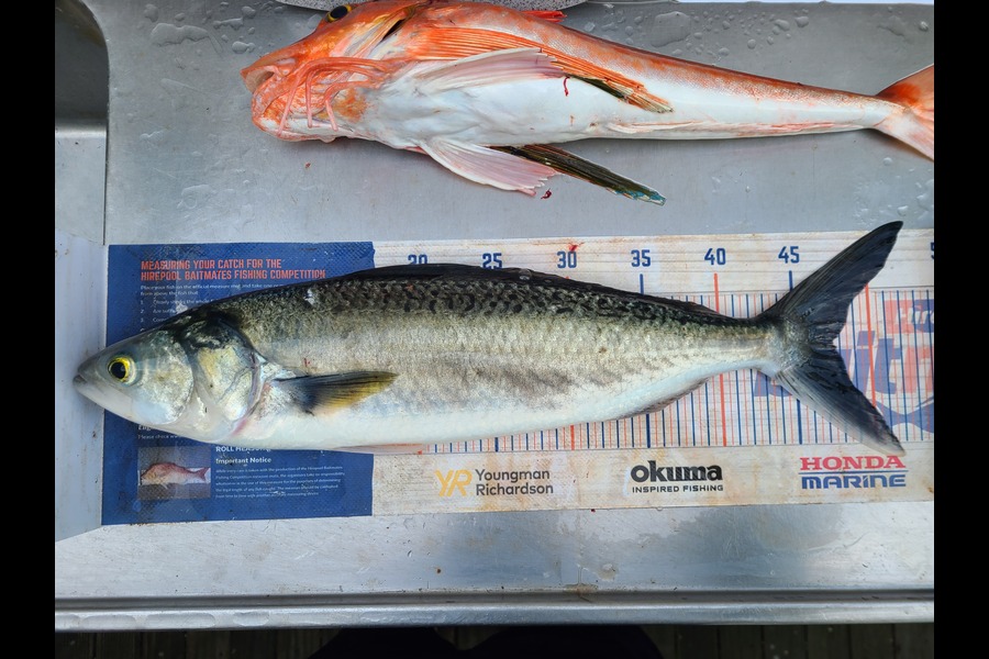 Jordan Boyd caught this 47.5cm Kahawai at Wellington during The Export NZ Fishing Competition