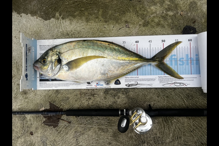 Kane Berry caught this 50.0cm Trevally at Wellington during The Export NZ Fishing Competition