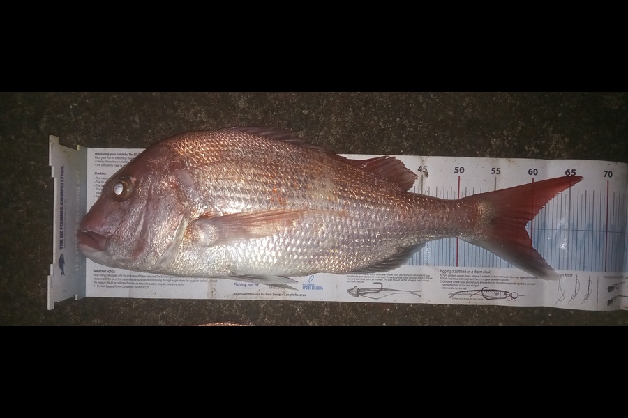 Nathan  Lauchlan  caught this 59.0cm Snapper at Auckland during The Export NZ Fishing Competition