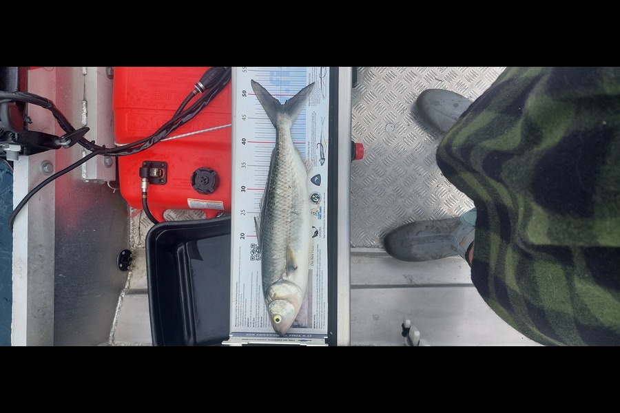 Aaron Jaques caught this 48.0cm Kahawai at Northland during The Export NZ Fishing Competition