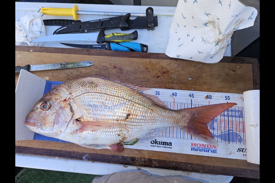 David Kovacs caught this 49.0cm Snapper at Wellington during The Export NZ Fishing Competition