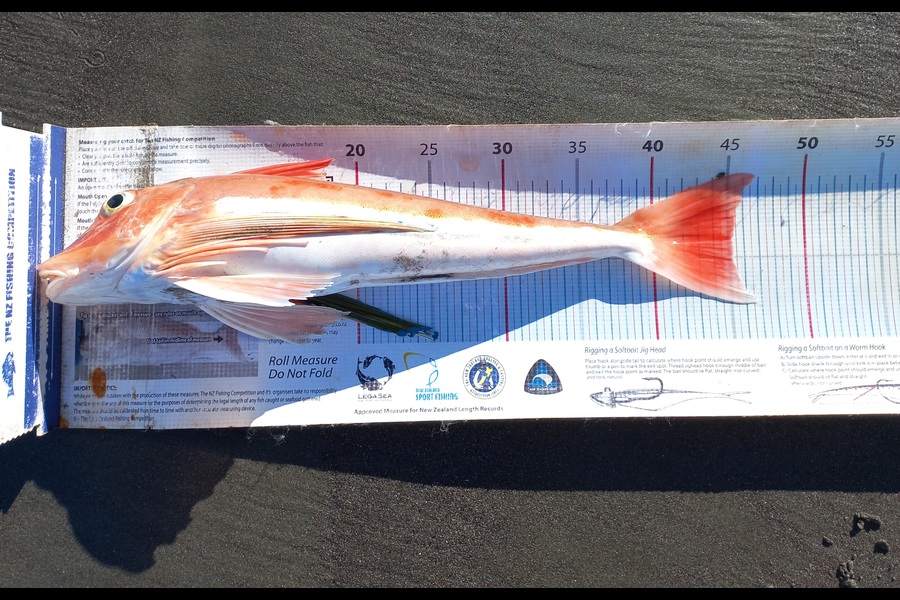 Clayton Hancock caught this 45.0cm Gurnard at Manawatu during The Export NZ Fishing Competition