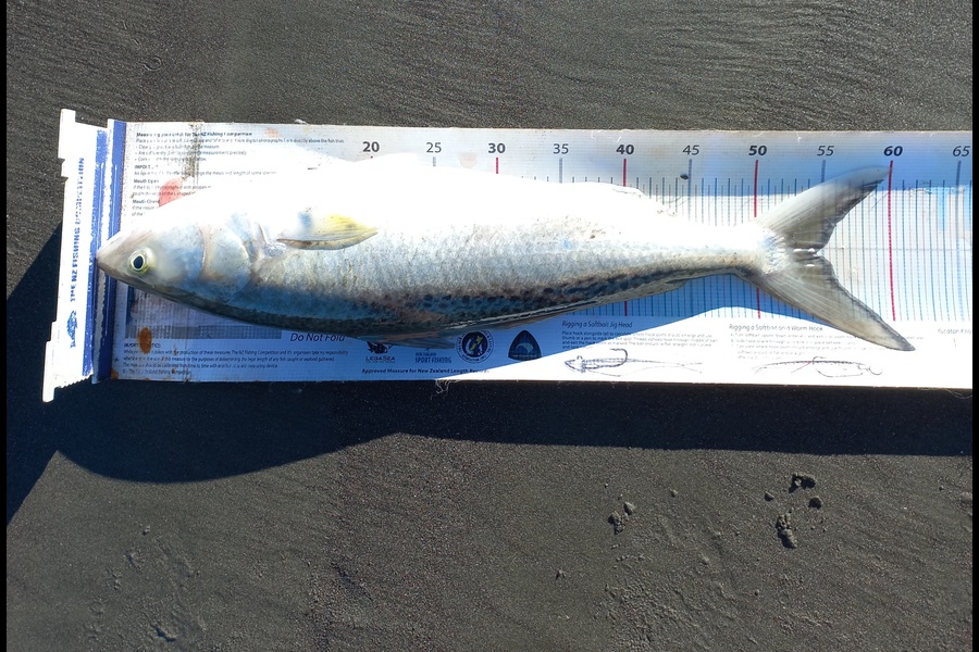 Clayton Hancock caught this 54.5cm Kahawai at Manawatu during The Export NZ Fishing Competition