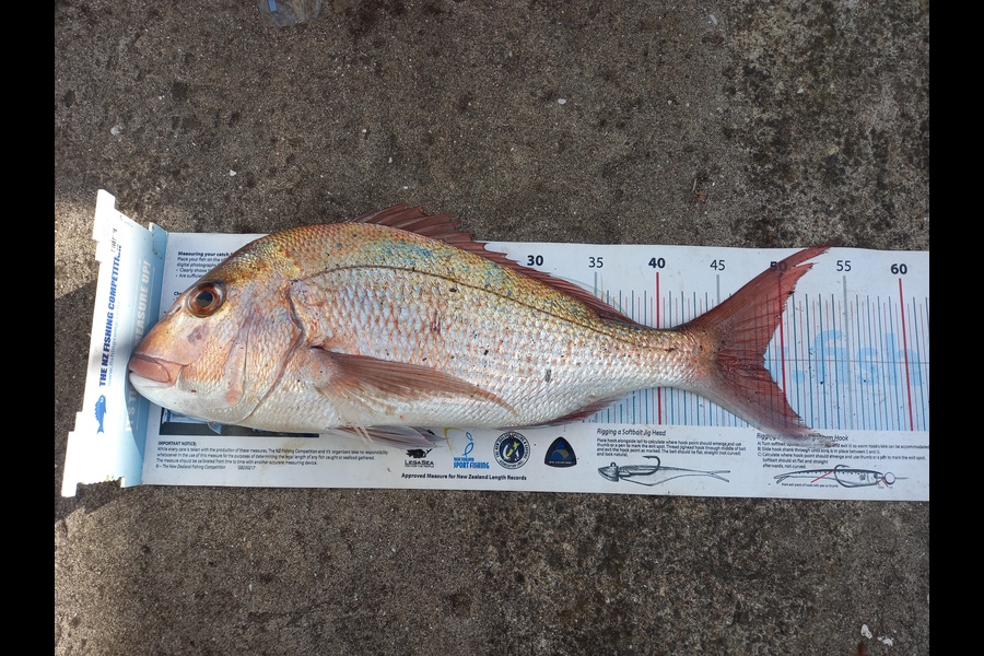 Mike Crawford caught this 48.5cm Snapper at Northland during The Export NZ Fishing Competition