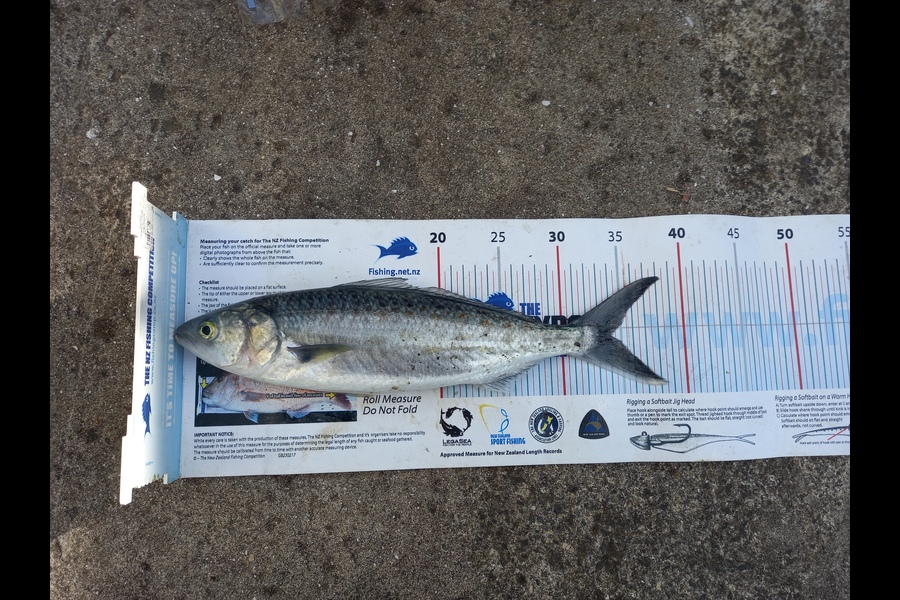 Bruce Hooper caught this 34.0cm Kahawai at Northland during The Export NZ Fishing Competition
