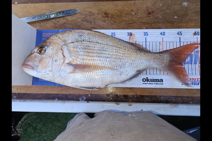 Harry Kovacs caught this 45.0cm Snapper at Wellington during The Export NZ Fishing Competition