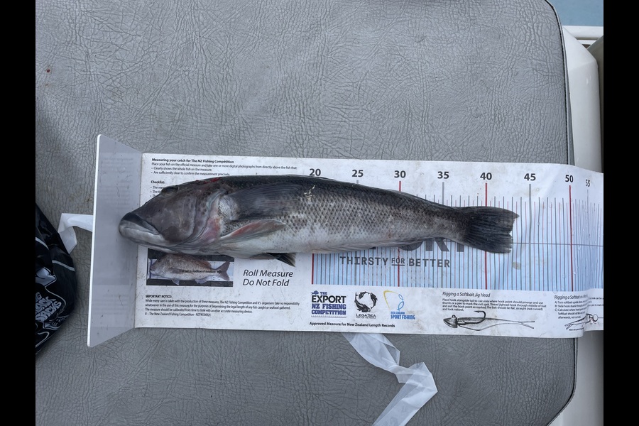 Lauren Stewart caught this 42.5cm Blue Cod at Northland during The Export NZ Fishing Competition