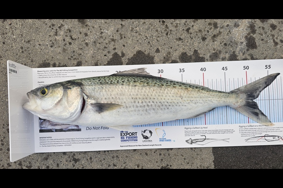 Greg Roberts caught this 51.0cm Kahawai at Waikato during The Export NZ Fishing Competition
