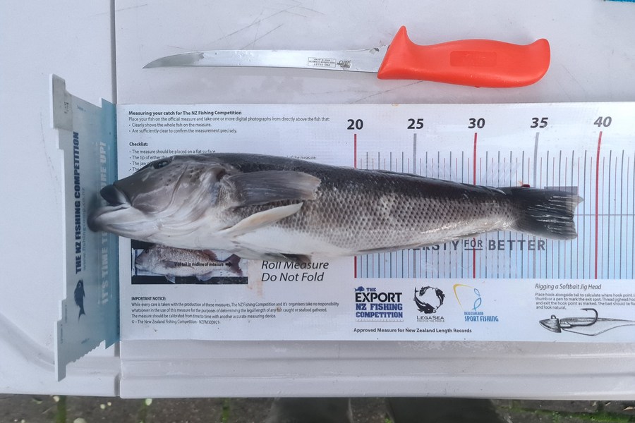 Scott Bassett caught this 38.0cm Blue Cod at Wellington during The Export NZ Fishing Competition