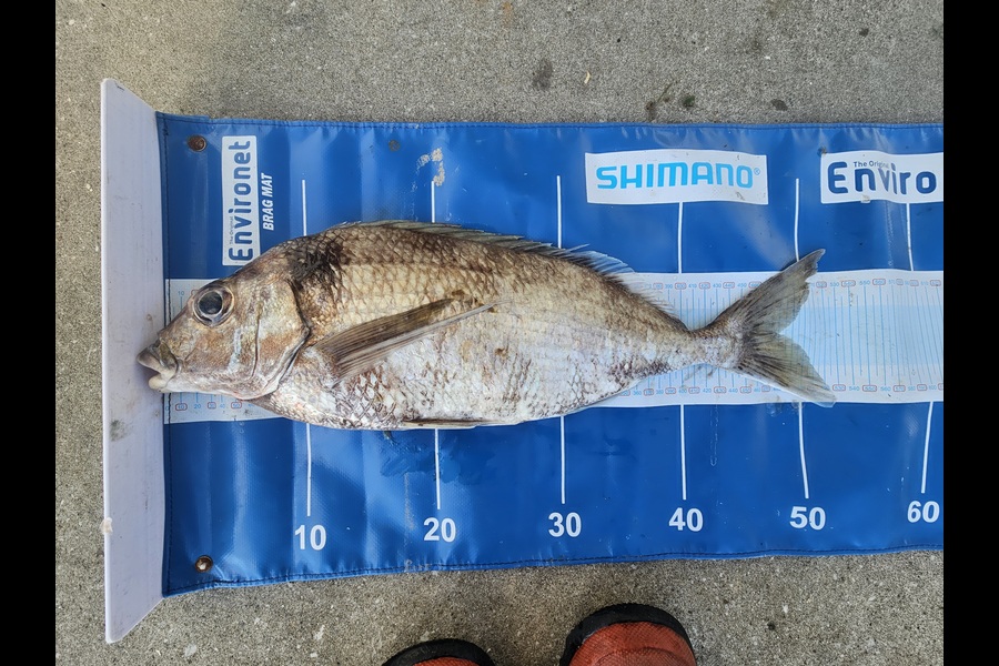 David  Douglas  caught this 48.0cm Tarakihi at Wellington during The Export NZ Fishing Competition
