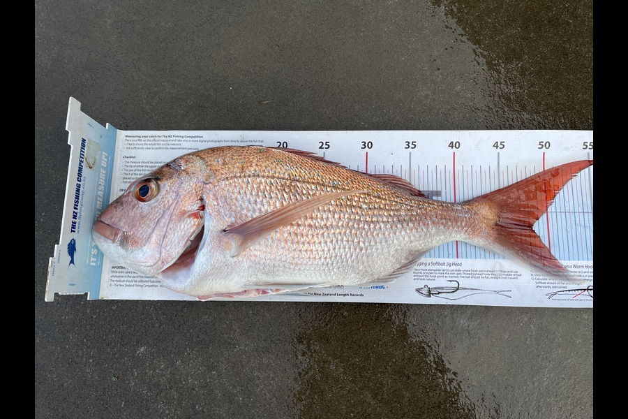 David Croucher caught this 48.0cm Snapper at Northland during The Export NZ Fishing Competition