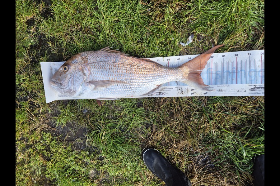 Christian-Ray  Simons  caught this 75.0cm Snapper at Taranaki during The Export NZ Fishing Competition