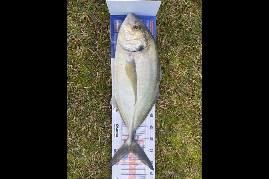 Jimmy Wong caught this 55.5cm Trevally at Auckland during The Export NZ Fishing Competition