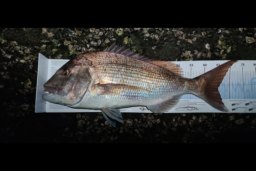 KJ Thomas caught this 65.0cm Snapper at Northland during The Export NZ Fishing Competition